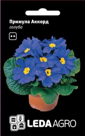 Примула Аккорд F1 голубая 10 семян. L