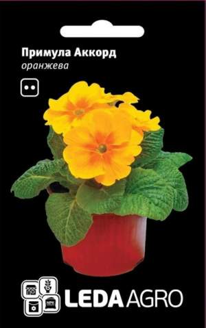 Примула Аккорд F1 оранжевая 10 семян. L