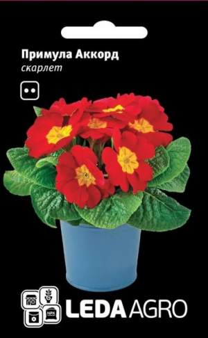 Примула Аккорд F1 скарлет 10 семян. L