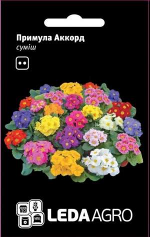Примула Аккорд F1 смесь 10 семян. L