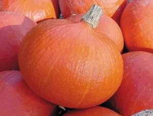 Тыква Брайт Саммер F1 3 семян.  L Тыква Брайт Саммер F1 3 семян.  L