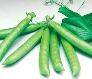 Горох Сомервуд 20 семян.  L Горох Сомервуд 20 семян.  L