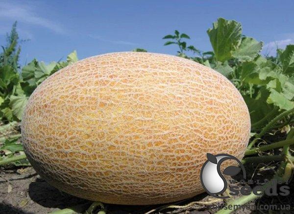 Дыня Бизан F1 (ананас.) 5 семян. L Дыня Бизан F1 (ананас.) 5 семян. L
