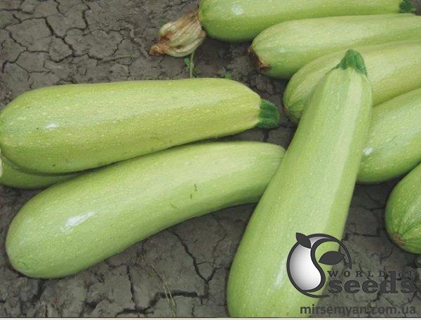 Кабачок Аделия F1 5н Л Кабачок Аделия F1 5н Л