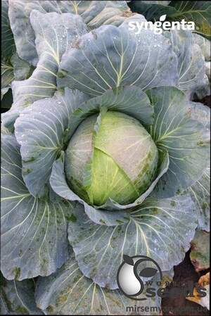 Капуста Агрессор F1 20 семян.  L