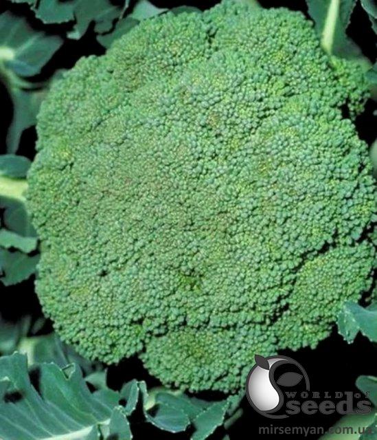 Капуста брокколи Партенон F1 10 семян. L Капуста брокколи Партенон F1 10 семян. L