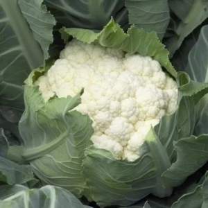 Капуста цветная Шамбор F1 10 семян.  L Капуста цветная Шамбор F1 10 семян.  L