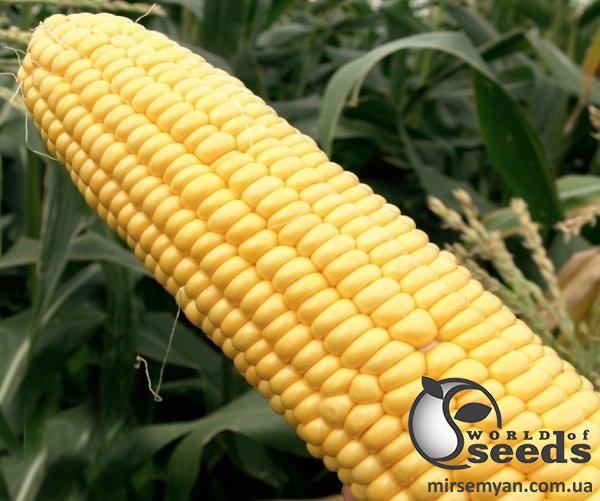 Кукуруза Турбин F1 20 семян. L Кукуруза Турбин F1 20 семян. L