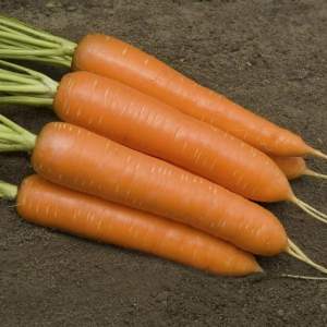 Морковь Монанта 1г Л