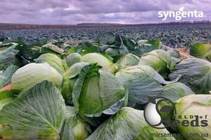 Капуста Агрессор F1 100 семян. L Капуста Агрессор F1 100 семян. L