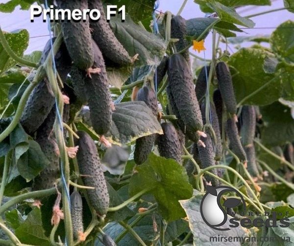 Огурец Примеро F1 50 семян. L Огурец Примеро F1 50 семян. L