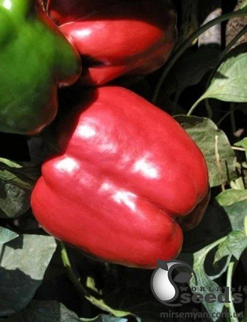 Перец Красный Рыцарь F1 50 семян. L Перец Красный Рыцарь F1 50 семян. L