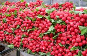 Редис Исис 1000 семян. L Редис Исис 1000 семян. L