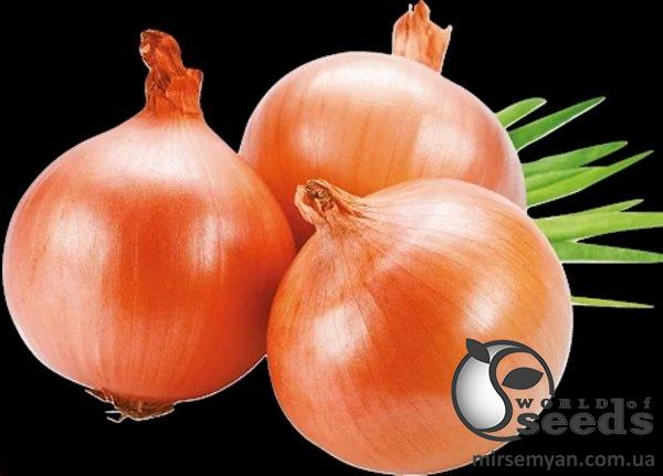 Лук Дайтона F1 5000 семян. L Лук Дайтона F1 5000 семян. L