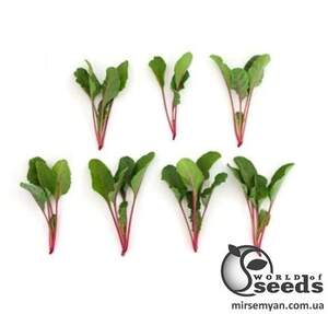 Свекла Мангольд Чарли 10 гр. А Свекла Мангольд Чарли 10 гр. А