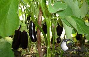 Баклажаны Фабина 50г (Clause) Баклажаны Фабина 50г (Clause)