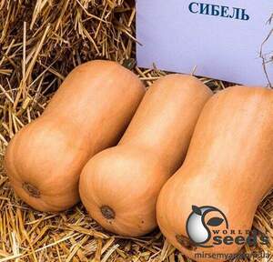 Тыква Сибель F1 1000 семян. (Clause) Тыква Сибель F1 1000 семян. (Clause)