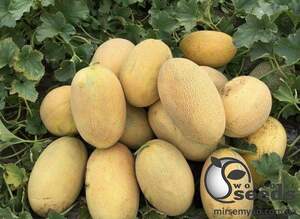 Дыня Мабелла F1 1000 семян. (Clause) Дыня Мабелла F1 1000 семян. (Clause)