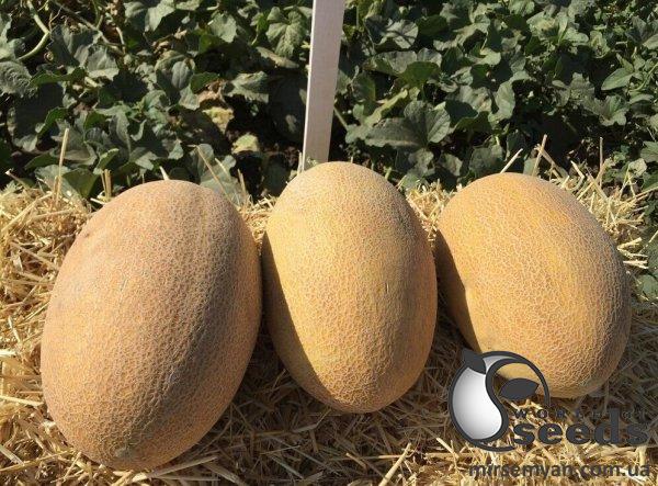 Дыня Мабелла F1 1000 семян. (Clause) Дыня Мабелла F1 1000 семян. (Clause)