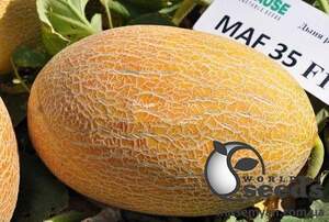 Дыня Мазин F1 5000 семян. (Clause) Дыня Мазин F1 5000 семян. (Clause)