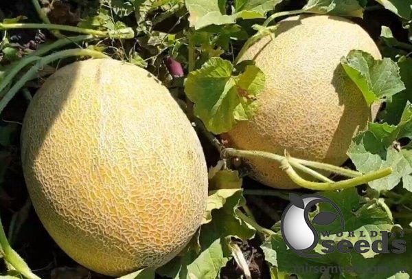 Дыня Маори F1 1000 семян. (Clause) Дыня Маори F1 1000 семян. (Clause)