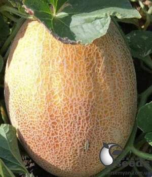 Дыня Милан F1 1000 семян. (Clause) Дыня Милан F1 1000 семян. (Clause)