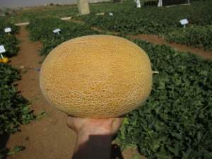 Дыня Милан F1 1000 семян. (Clause) Дыня Милан F1 1000 семян. (Clause)