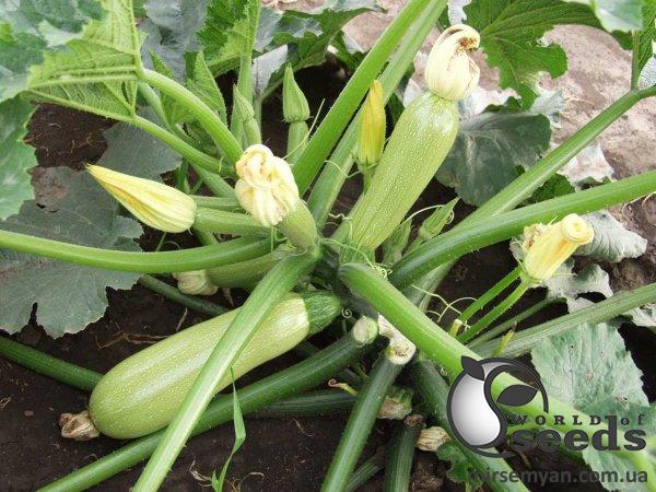 Кабачок Алия F1 2500 семян. Клоз Кабачок Алия F1 2500 семян. Клоз