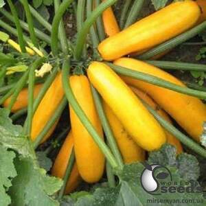 Кабачок Мэри Голд F1 500 семян. Клоз Кабачок Мэри Голд F1 500 семян. Клоз