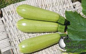 Кабачок Супер Дония F1 2500 семян. Клоз Кабачок Супер Дония F1 2500 семян. Клоз