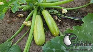 Кабачок Ясна F1 500 семян. Клоз Кабачок Ясна F1 500 семян. Клоз