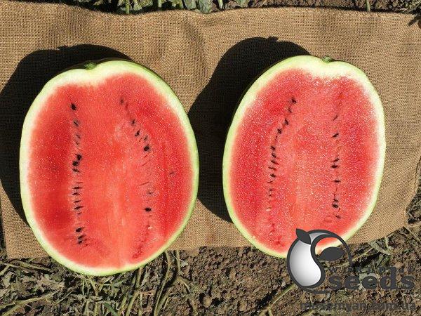 Арбуз Эпика F1 1000 семян. (Clause) Арбуз Эпика F1 1000 семян. (Clause)