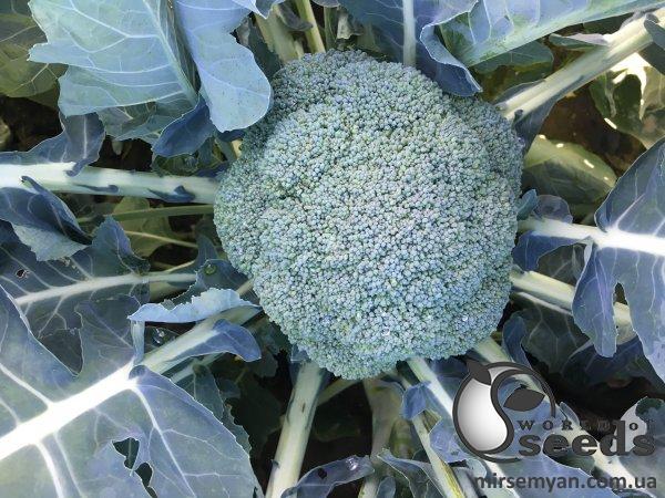 Капуста брокколи Вавилон F1 2500 семян. (Clause) Капуста брокколи Вавилон F1 2500 семян. (Clause)