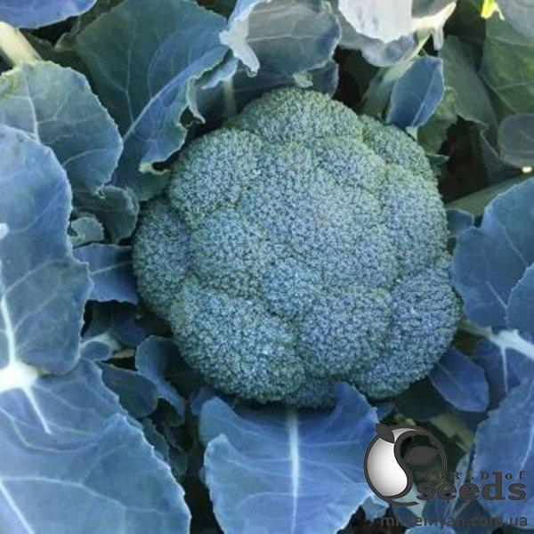 Капуста брокколи Сигно F1 2500 семян. (Clause) Капуста брокколи Сигно F1 2500 семян. (Clause)