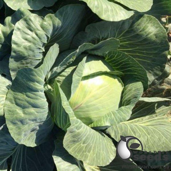 Капуста Висконт F1 2500 семян. (Clause) Капуста Висконт F1 2500 семян. (Clause)