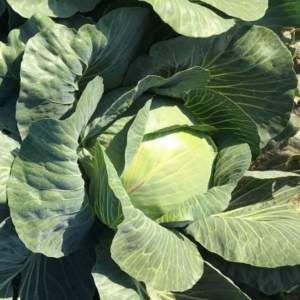 Капуста Висконт F1 2500 семян. (Clause)