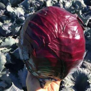 Капуста Редгард  F1 2500 семян. (Clause)