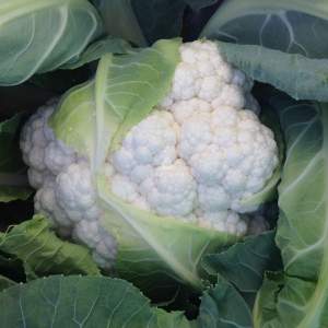 Капуста цветная Дюрок F1 2500 семян. (Clause)