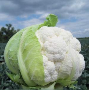 Капуста цветная Трайдент F1 2500 семян. (Clause)