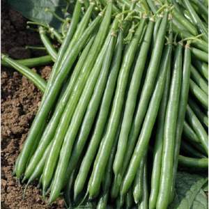 Фасоль Крокет F1 100 000 семян.  (Clause) Фасоль Крокет F1 100 000 семян.  (Clause)