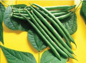 Фасоль Пайк 5000 семян.  (Clause)