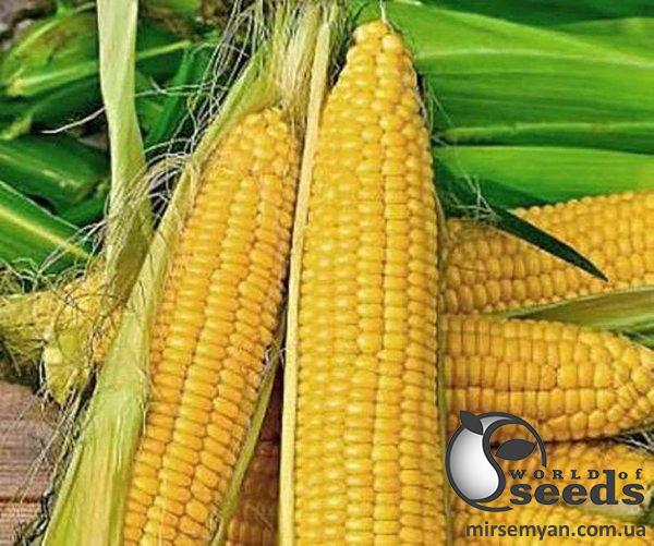 Кукуруза Лиском F1 5000 семян. (Clause) Кукуруза Лиском F1 5000 семян. (Clause)