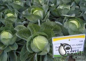 Капуста Золтон F1 100 семян. А Капуста Золтон F1 100 семян. А