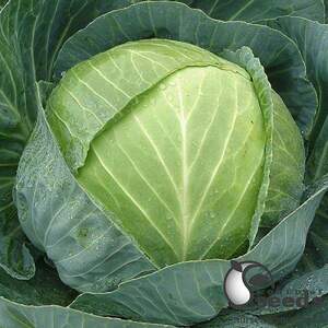 Капуста Центурион F1 100 семян. А Капуста Центурион F1 100 семян. А