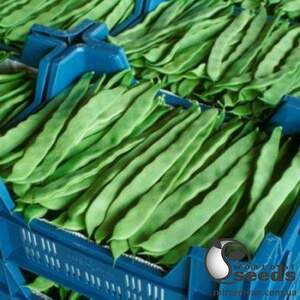Фасоль спаржевая Фестивал 50 семян. А