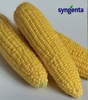 Кукуруз Оверленд F1  1 кг.  (Syngenta)