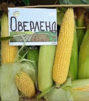 Кукуруз Оверленд F1  1 кг.  (Syngenta)