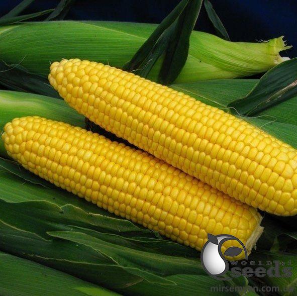 Кукуруза Спирит сахарная 5000 семян. WoS Кукуруза Спирит сахарная 5000 семян. WoS