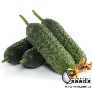 Огурец Абсолют F1 100 семян. А