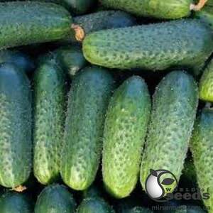 Огурец Саунд F1 50 семян. А Огурец Саунд F1 50 семян. А